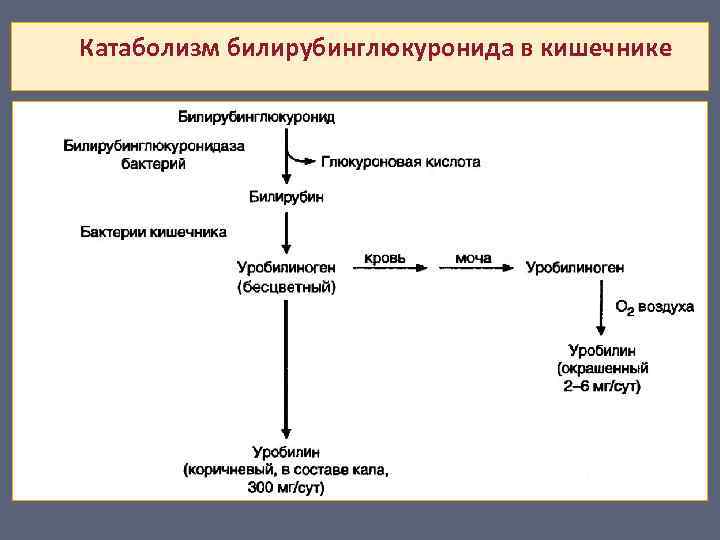  Катаболизм билирубинглюкуронида в кишечнике 