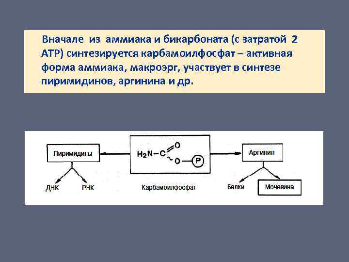 Вначале из аммиака и бикарбоната (с затратой 2 АТР) синтезируется карбамоилфосфат – активная форма