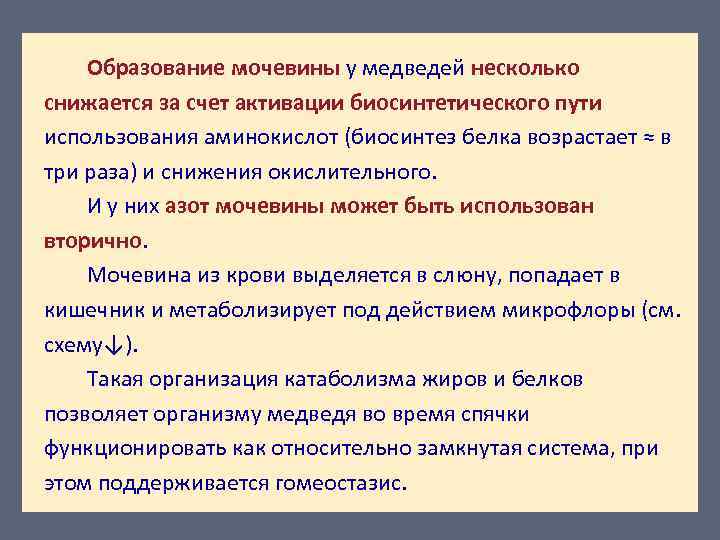 Образование мочевины у медведей несколько снижается за счет активации биосинтетического пути использования аминокислот (биосинтез