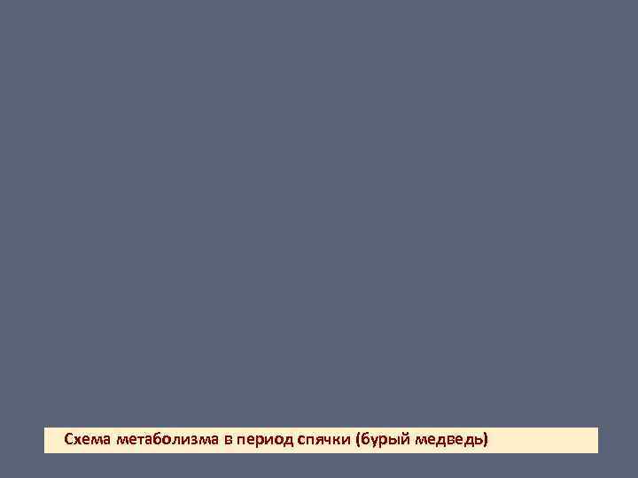 Схема метаболизма в период спячки (бурый медведь) 