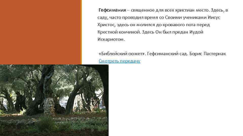 Гефсимания – священное для всех христиан место. Здесь, в саду, часто проводил время со