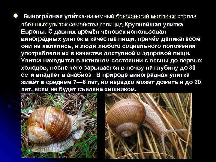 l Виногра дная ули тка-наземный брюхоногий моллюск отряда лёгочных улиток семейства гелицид. Крупнейшая улитка