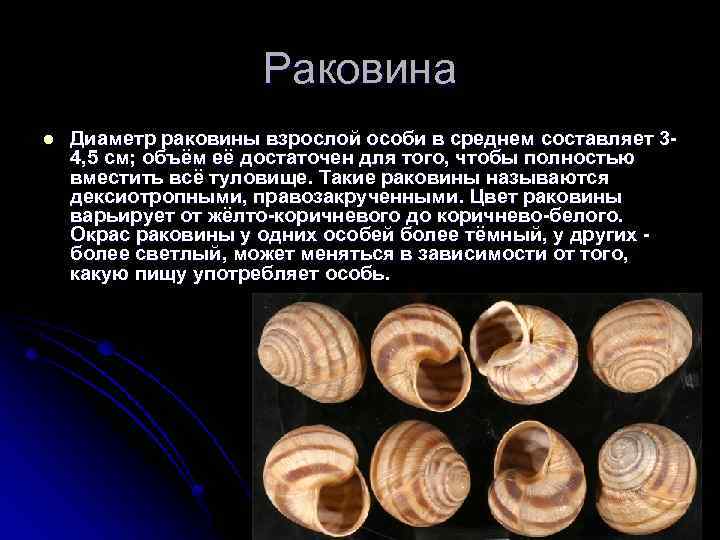 Раковина l Диаметр раковины взрослой особи в среднем составляет 34, 5 см; объём её