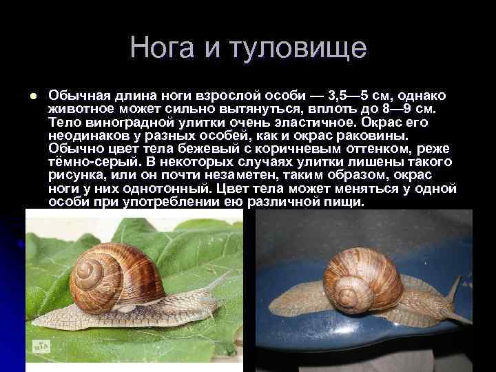 Нога и туловище l Обычная длина ноги взрослой особи — 3, 5— 5 см,