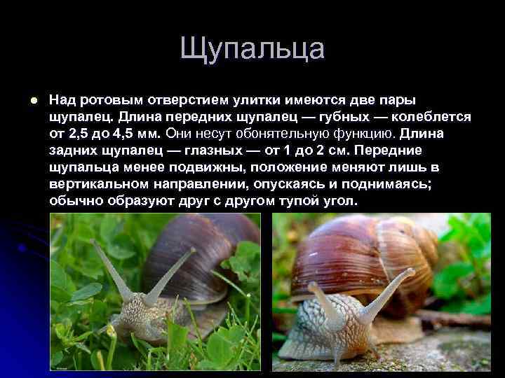 Щупальца l Над ротовым отверстием улитки имеются две пары щупалец. Длина передних щупалец —