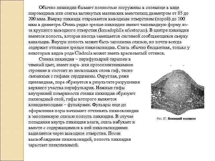 Обычно пикнидии бывают полностью погружены в слоевище в виде шаровидных или слегка вытянутых маленьких