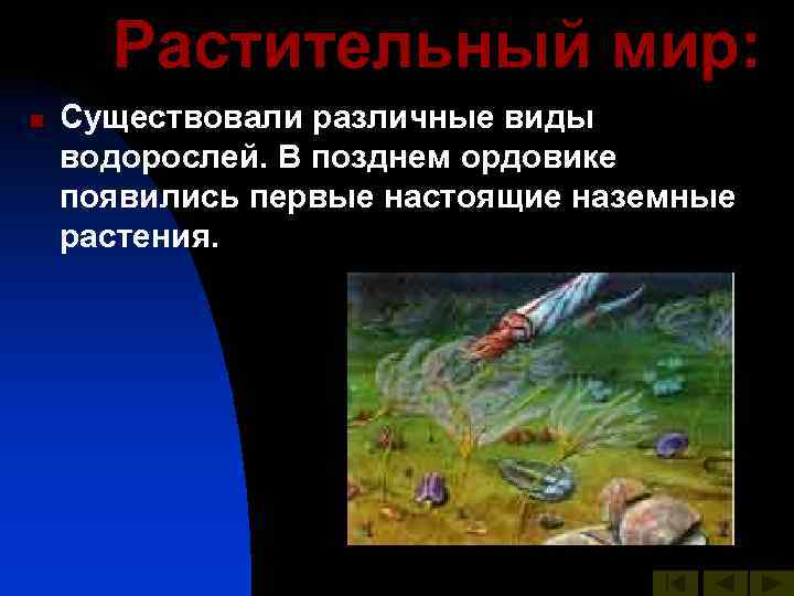 Растительный мир: n Существовали различные виды водорослей. В позднем ордовике появились первые настоящие наземные