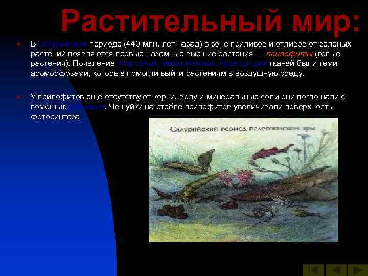 Растительный мир: n n В силурийском периоде (440 млн. лет назад) в зоне приливов