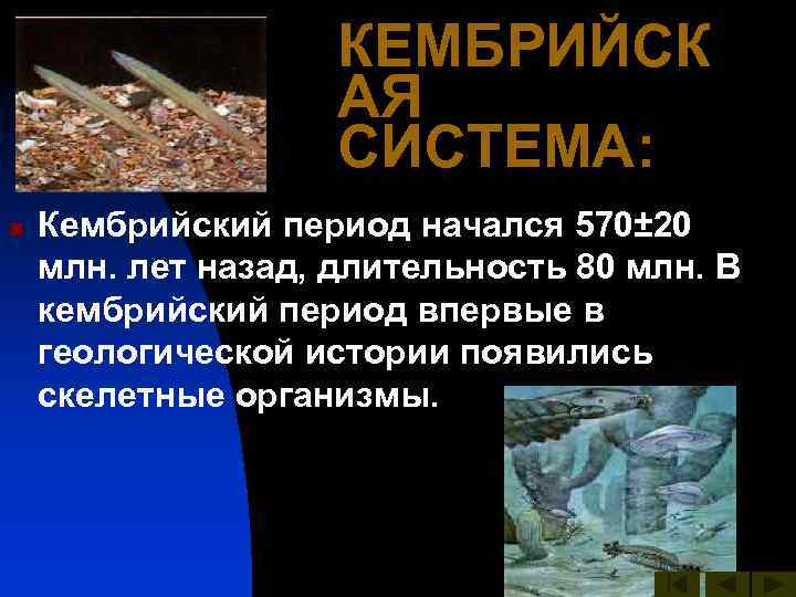 КЕМБРИЙСК АЯ СИСТЕМА: n Кембрийский период начался 570± 20 млн. лет назад, длительность 80