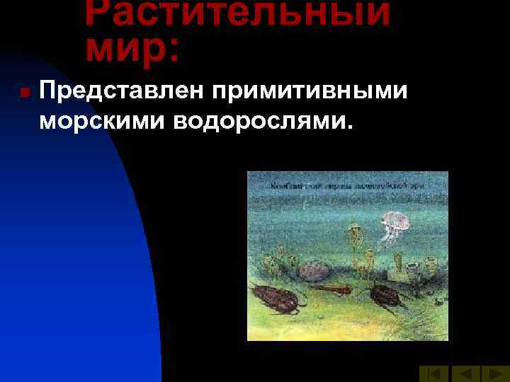 Растительный мир: n Представлен примитивными морскими водорослями. 