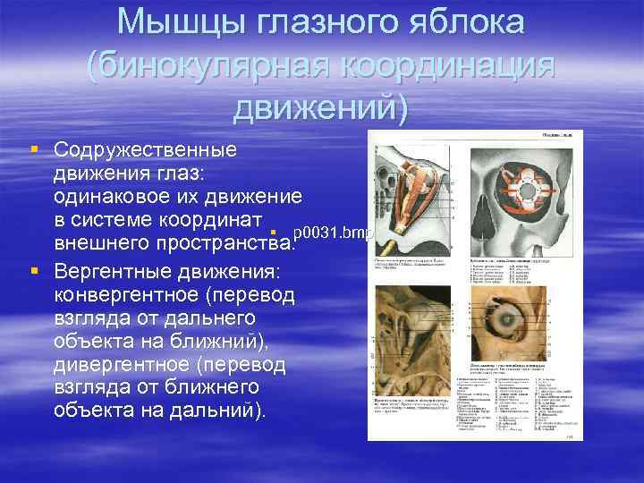 Мышцы глазного яблока (бинокулярная координация движений) § Содружественные движения глаз: одинаковое их движение в