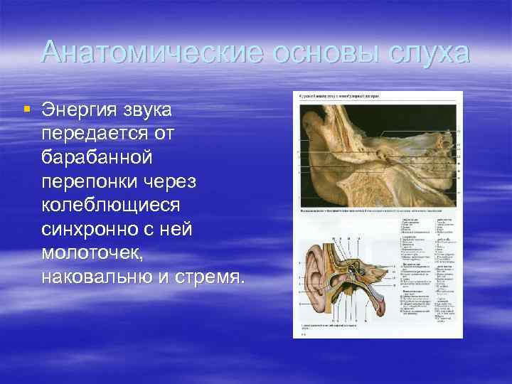 Анатомические основы слуха § Энергия звука передается от барабанной перепонки через колеблющиеся синхронно с