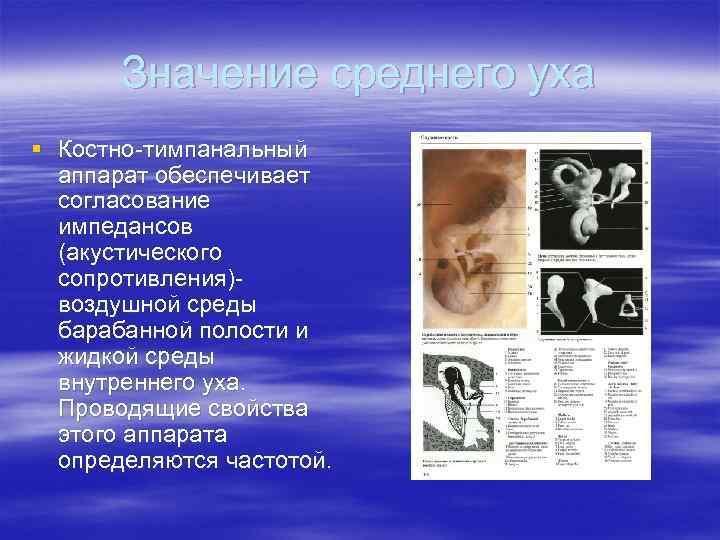 Значение среднего уха § Костно-тимпанальный аппарат обеспечивает согласование импедансов (акустического сопротивления)воздушной среды барабанной полости