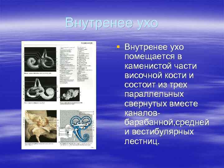 Внутренее ухо § Внутренее ухо помещается в каменистой части височной кости и состоит из