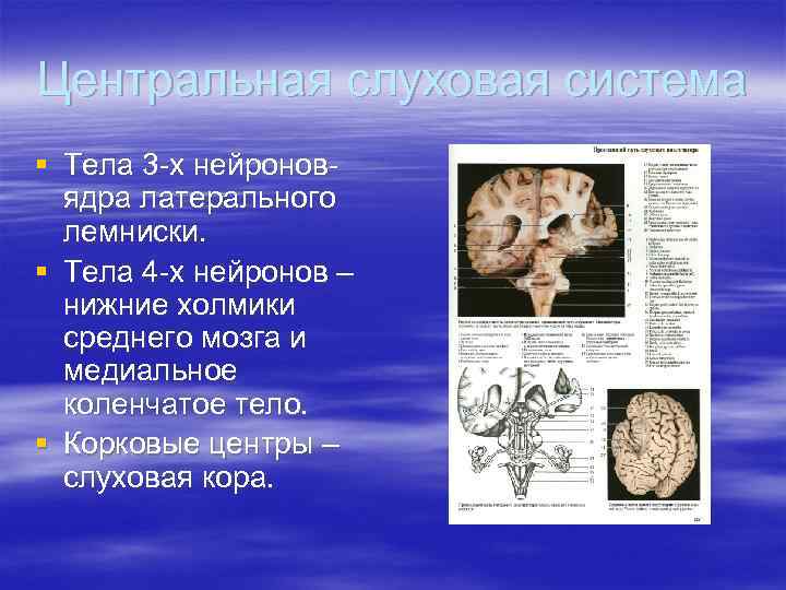 Центральная слуховая система § Тела 3 -х нейроновядра латерального лемниски. § Тела 4 -х