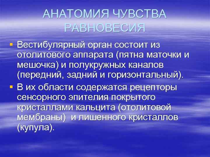 АНАТОМИЯ ЧУВСТВА РАВНОВЕСИЯ § Вестибулярный орган состоит из отолитового аппарата (пятна маточки и мешочка)
