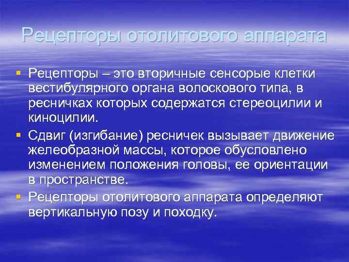 Рецепторы отолитового аппарата § Рецепторы – это вторичные сенсорые клетки вестибулярного органа волоскового типа,