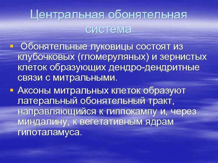 Центральная обонятельная система § Обонятельные луковицы состоят из клубочковых (гломеруляных) и зернистых клеток образующих