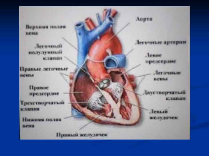 Коронарные сосуды сердца схема