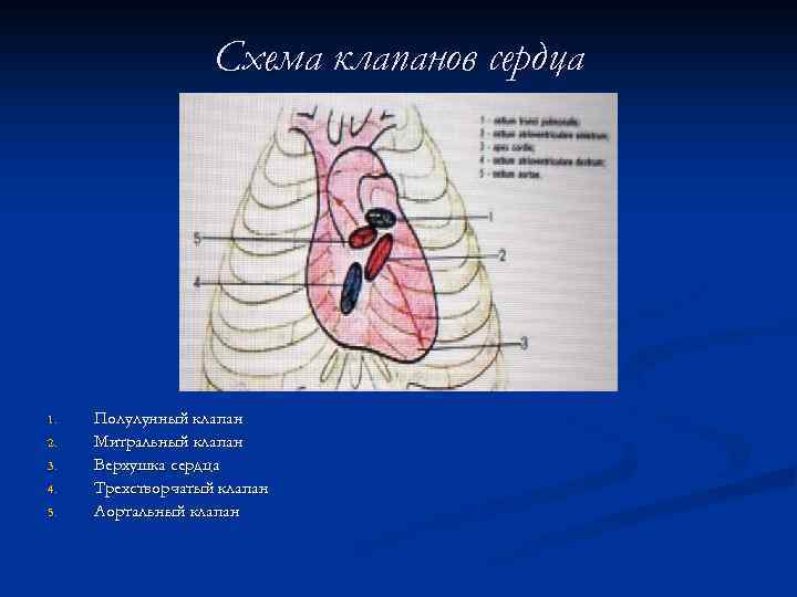 Схема клапанов сердца 1. 2. 3. 4. 5. Полулунный клапан Митральный клапан Верхушка сердца