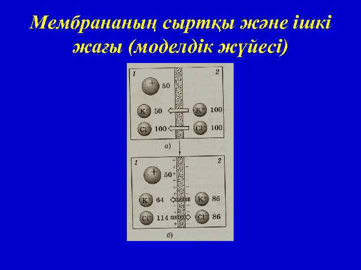 Мембрананың сыртқы және ішкі жағы (моделдік жүйесі) 