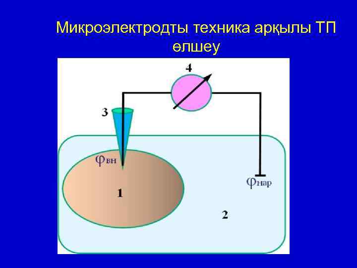 Микроэлектродты техника арқылы ТП өлшеу 