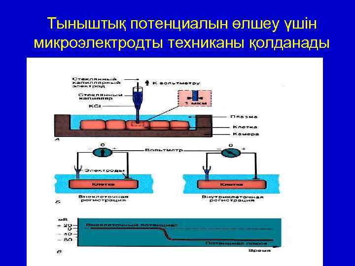 Тыныштық потенциалын өлшеу үшін микроэлектродты техниканы қолданады 