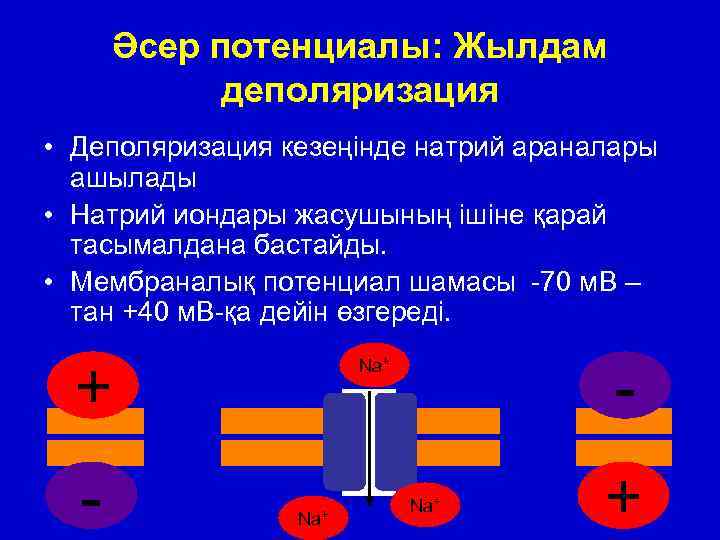 Әсер потенциалы: Жылдам деполяризация • Деполяризация кезеңінде натрий араналары ашылады • Натрий иондары жасушының