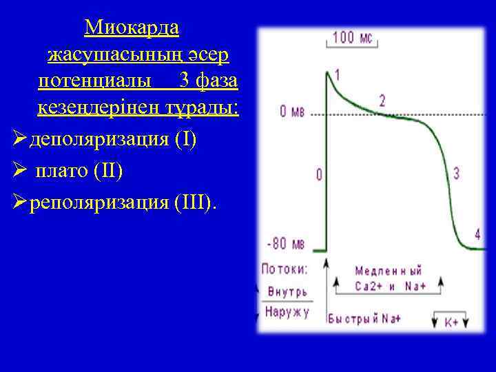 Миокарда жасушасының әсер потенциалы 3 фаза кезеңдерінен тұрады: Ø деполяризация (I) Ø плато (II)