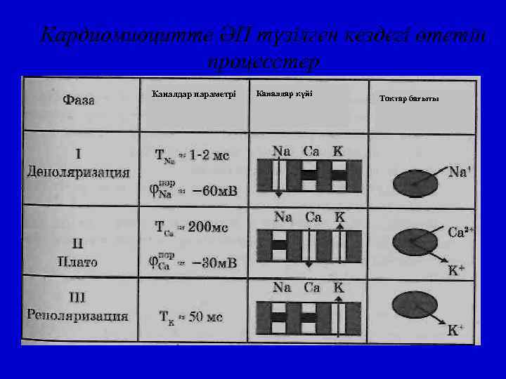 Кардиомиоцитте ӘП түзілген кездегі өтетін процесстер Каналдар параметрі Каналдар күйі Токтар бағыты 