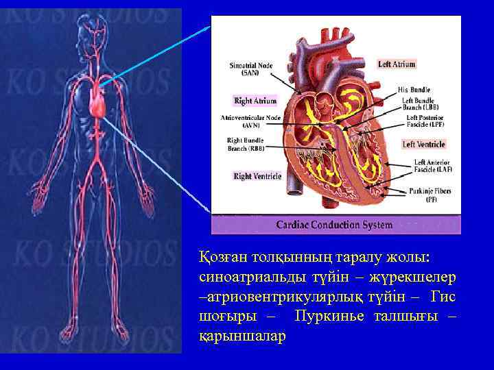 Қозған толқынның таралу жолы: синоатриальды түйін – жүрекшелер –атриовентрикулярлық түйін – Гис шоғыры –