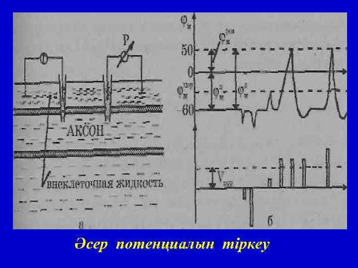 Әсер потенциалын тіркеу 