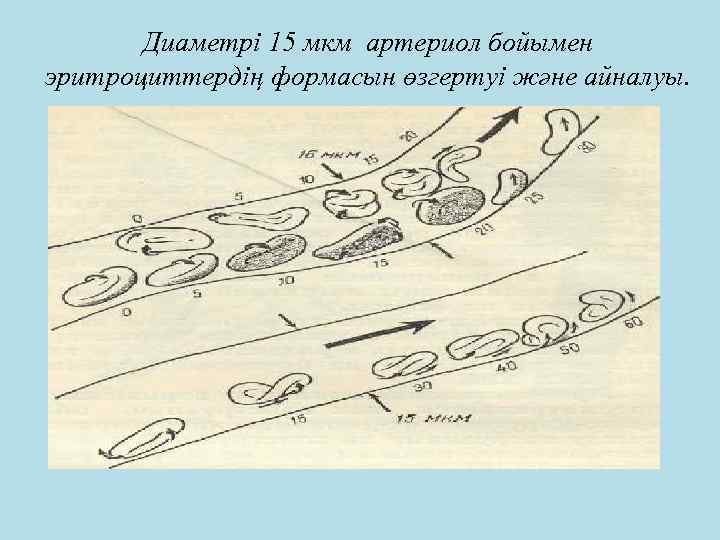 Диаметрі 15 мкм артериол бойымен эритроциттердің формасын өзгертуі және айналуы. 
