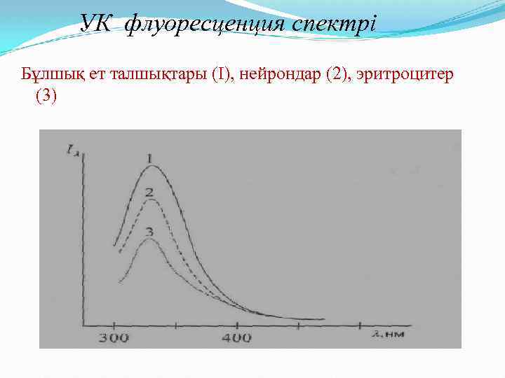 УК флуоресценция спектрі Бұлшық ет талшықтары (I), нейрондар (2), эритроцитер (3) 