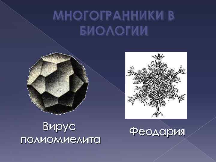 МНОГОГРАННИКИ В БИОЛОГИИ Вирус полиомиелита Феодария 