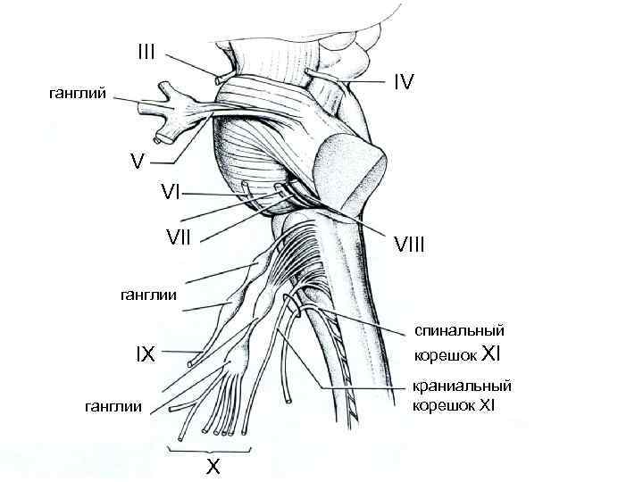 III IV ганглий V VI VIII ганглии спинальный корешок XI IX краниальный корешок XI