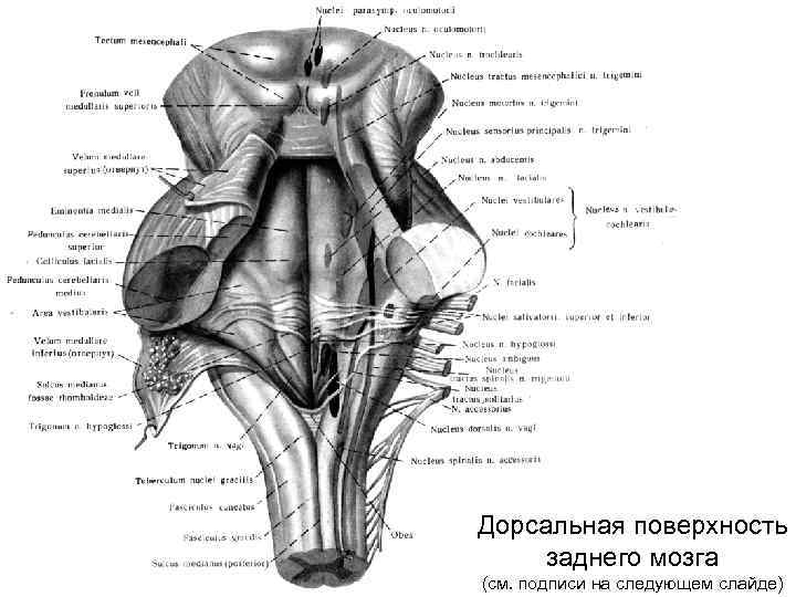 Дорсальная поверхность заднего мозга (см. подписи на следующем слайде) 