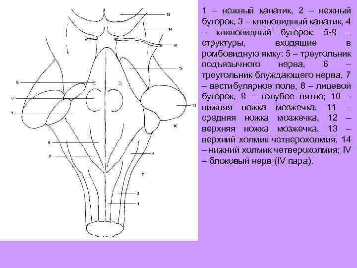 1 – нежный канатик, 2 – нежный бугорок, 3 – клиновидный канатик, 4 –