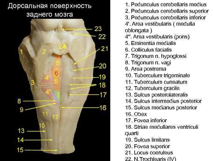 Дорсальная поверхность заднего мозга 1. Pedunculus cerebellaris medius 2. Pedunculus cerebellaris superior 3. Pedunculus