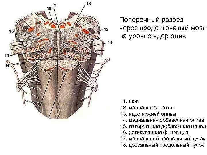 Поперечный разрез через продолговатый мозг на уровне ядер олив 11. шов 12. медиальная петля