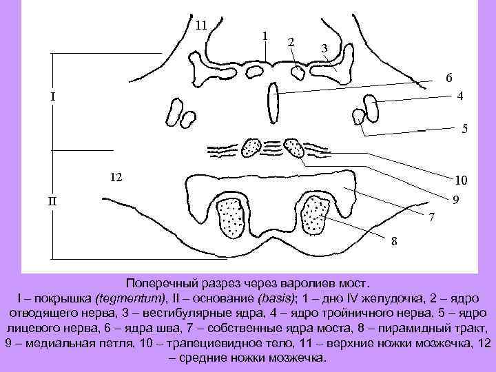 Поперечный разрез через варолиев мост. I – покрышка (tegmentum), II – основание (basis); 1