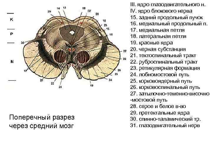 Поперечный разрез через средний мозг III. ядро глазодвигательного н. IV. ядро блокового нерва 15.