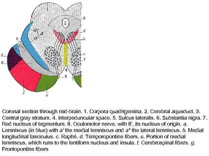 Coronal section through mid-brain. 1. Corpora quadrigemina. 2. Cerebral aqueduct. 3. Central gray stratum.