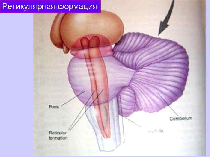 Ретикулярная формация 