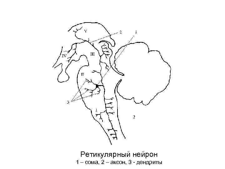 Ретикулярный нейрон 1 – сома, 2 – аксон, 3 - дендриты 