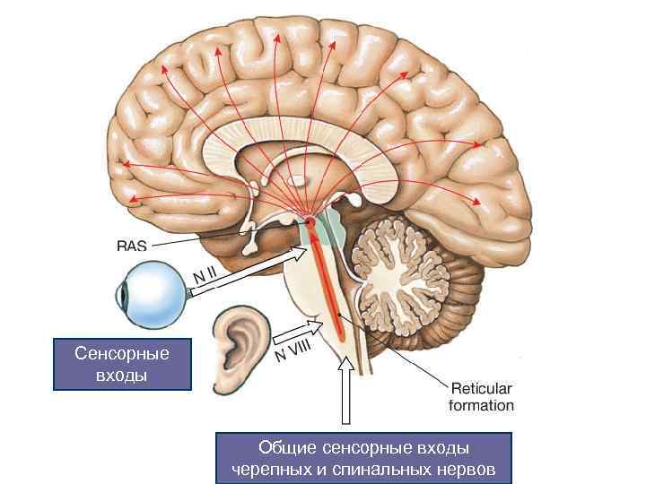 Сенсорные входы Общие сенсорные входы черепных и спинальных нервов 