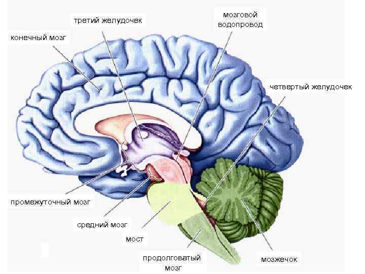 мозговой водопровод третий желудочек конечный мозг четвертый желудочек промежуточный мозг средний мозг мост продолговатый