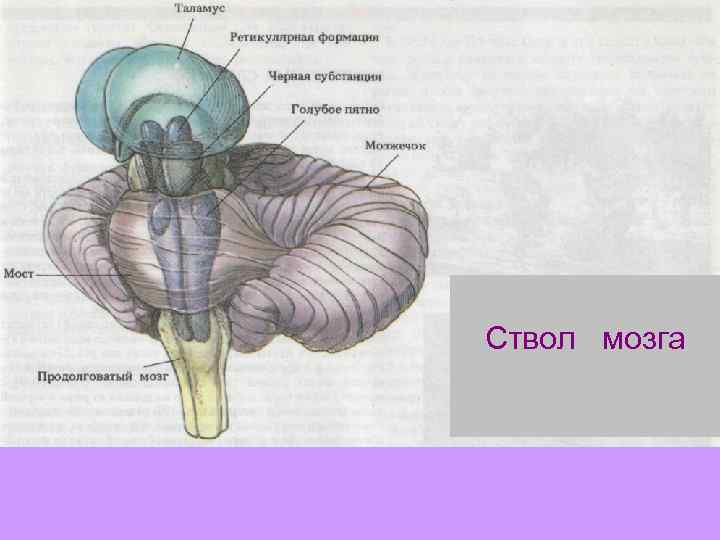 Ствол мозга 