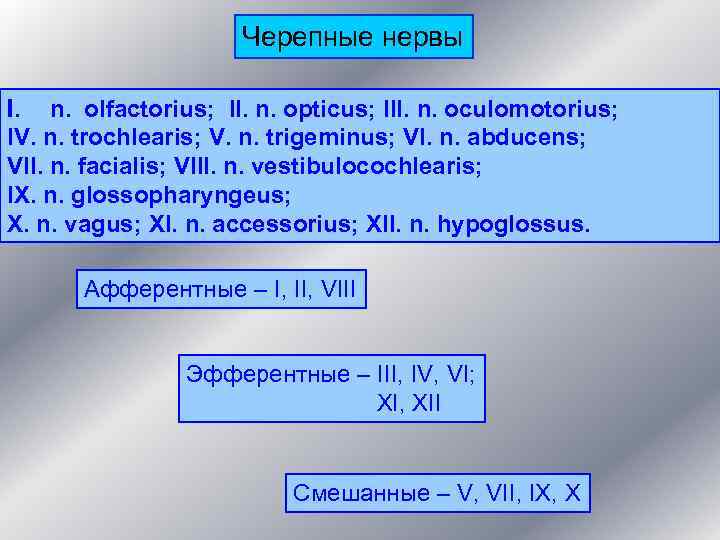 Черепные нервы I. n. olfactorius; II. n. opticus; III. n. oculomotorius; IV. n. trochlearis;