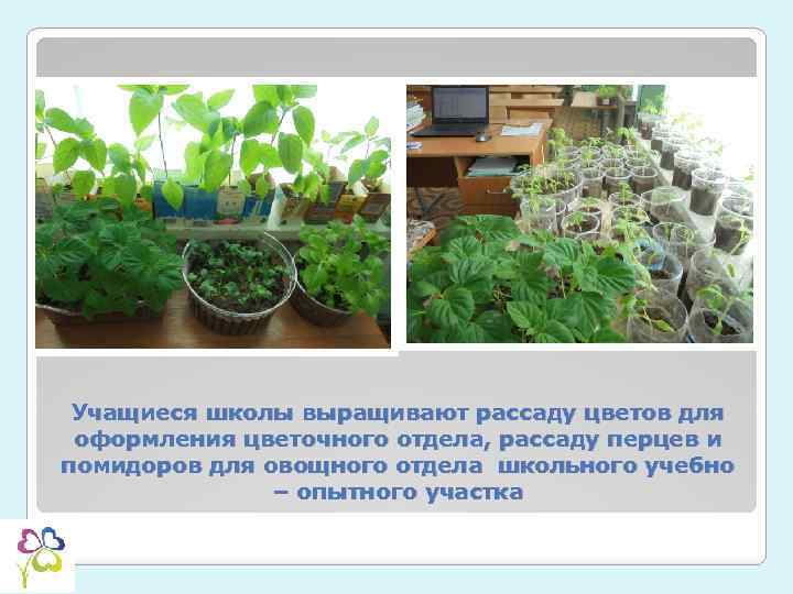 Учащиеся школы выращивают рассаду цветов для оформления цветочного отдела, рассаду перцев и помидоров для